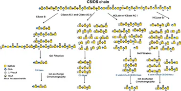 Frontiers | Research and Application of Chondroitin Sulfate