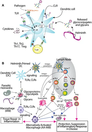 ジュニア Redox Biology of Respiratory Viral Infections