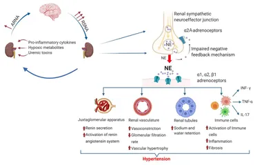 ヨア Frontiers | Role of α2-Adrenoceptors in Hypertension: Focus