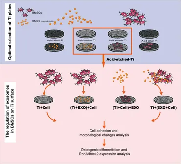 Frontiers | Exosomes Enhance Adhesion and Osteogenic