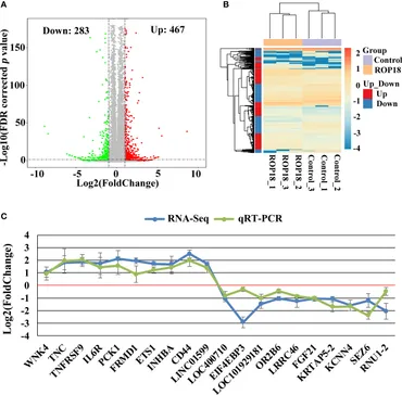 Frontiers | ROP18-Mediated Transcriptional Reprogramming of
