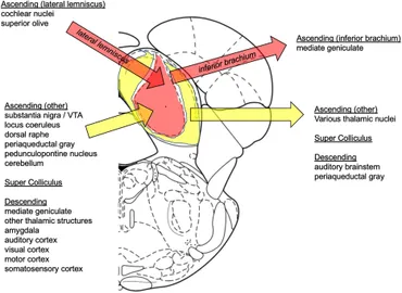 Frontiers | The Inferior Colliculus in Alcoholism and Beyond