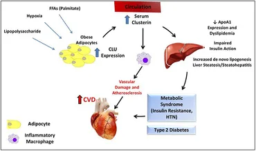 RETEN Clusterin and Its Role in Insulin Resistance and the ... - Frontiers fimmu-12-612496-g001.jpg  