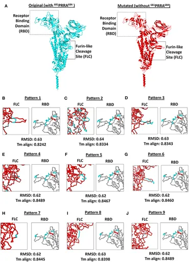 フリン様へ。 Structural and biochemical insights into flavivirus proteins