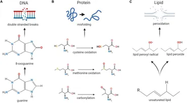 Frontiers | Beneficial and Detrimental Effects of Reactive