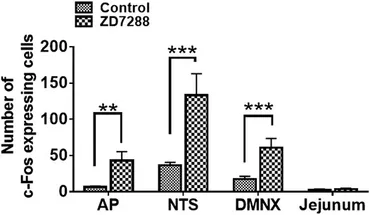 Frontiers | The HCN Channel Blocker ZD7288 Induces Emesis in the