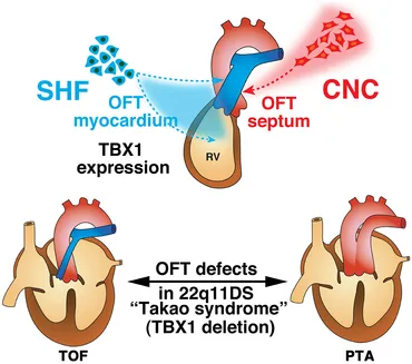 Frontiers | Genetic and Cellular Interaction During Cardiovascular