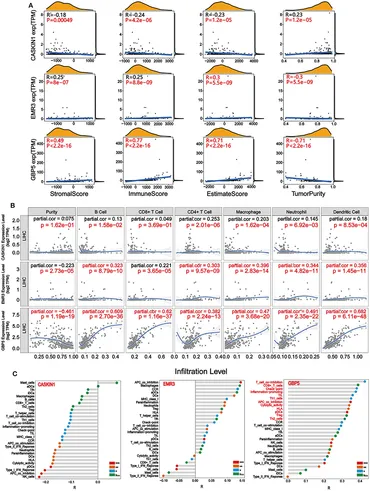 Frontiers | Identification of Prognostic Genes in the Tumor