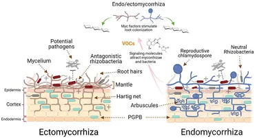 【マッキー】 Frontiers | Mycorrhizal-Bacterial Amelioration of Plant