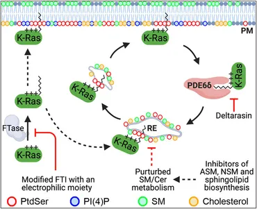 yu Polysaccharides and proteins as natural polymers for