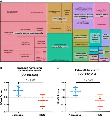Frontiers | Hyperbaric Oxygen Ameliorates Bleomycin-Induced