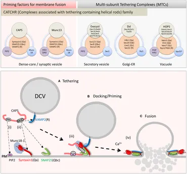 Frontiers | CAPS and Munc13: CATCHRs that SNARE Vesicles