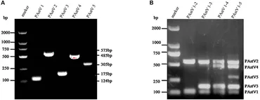Frontiers | Establishment of a Multiplex RT-PCR Method for