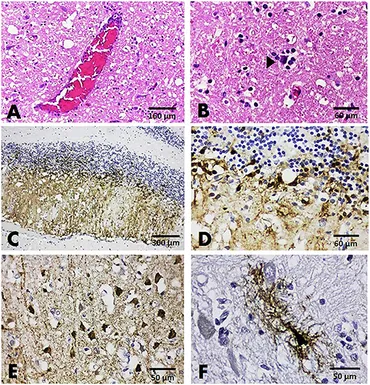 動物病理学各論 = Systemic animal pathology 動物病理学各論 = Systemic animal pathology 本
