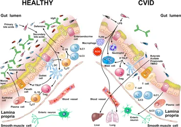 Frontiers | Gut Microbiome and Common Variable