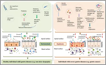 Frontiers | Helicobacter pylori in Human Stomach: The