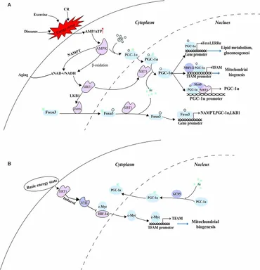 RW様 大きいサイズ メンズ PUMA (プーマ) レザー メッシュ ローカット