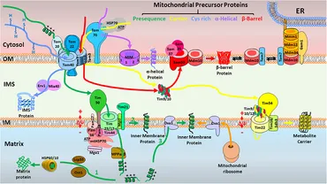 rose　写真のMとVとT Frontiers | T Lymphocyte–Endothelial Interactions: Emerging