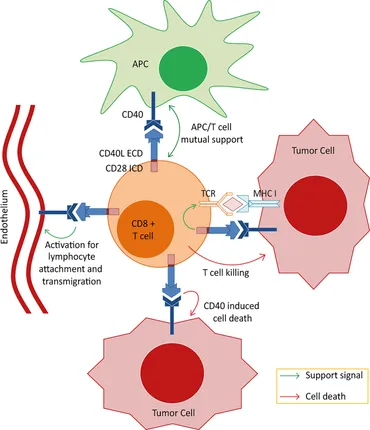 人気ブランドからコーディネートを探す Frontiers Attack Tumor for Approach Strike Double | その他