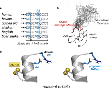 Frontiers | Structural Lessons From the Mutant Proinsulin
