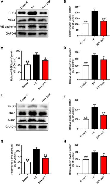 Frontiers | Notoginseng Triterpenes Inhibited Autophagy in
