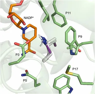 Frontiers | Biocatalytic Reductive Amination by Native Amine