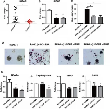 Frontiers | Dysregulation of the HOTAIR-miR-152-CAMKIIα Axis