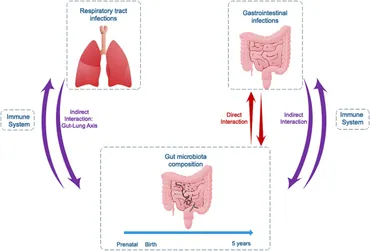 Frontiers | Bacterial Gut Microbiota and Infections During