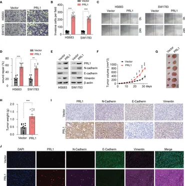 オーダー専用ページ Physiological and oncogenic roles of the PRL phosphatases