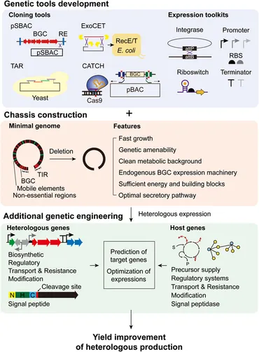 Frontiers | Streptomyces as Microbial Chassis for