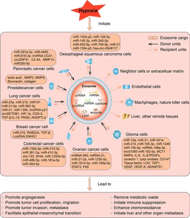 Frontiers | Hypoxia Induced Changes of Exosome Cargo and