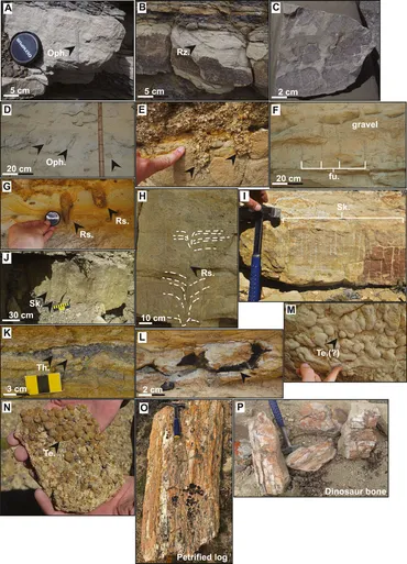 Sandstone Depositional Environments洋書 978-3-642-81498-3
