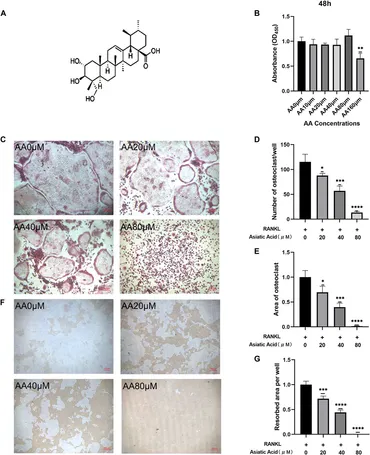 Frontiers | Asiatic Acid Attenuates Osteoporotic Bone Loss