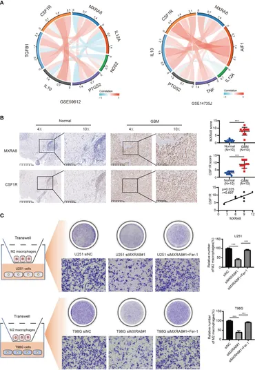 Frontiers | Matrix Remodeling-Associated Protein 8 as a