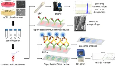 Frontiers | Paper-Based Devices for Capturing Exosomes and