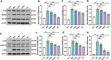 Frontiers | Baicalein Ameliorates Myocardial Ischemia Frontiers | Baicalein Ameliorates Myocardial Ischemia