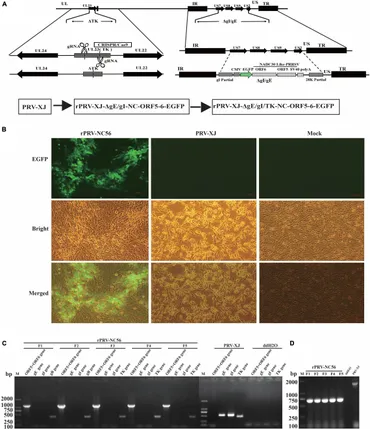 Frontiers | The Construction and Immunogenicity Analyses of