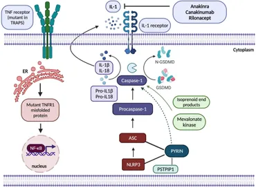 Systemic Autoinflammatory Diseases-Clinical Rheumatic