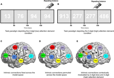 Frontiers | Sustained attention induces altered effective Frontiers | Sustained attention induces altered effective