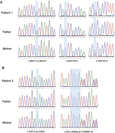 ハリー MK Fighting Arcade - ARS Billiards