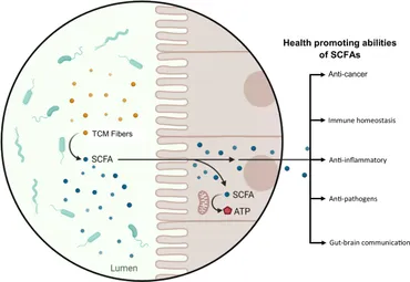 Frontiers | The science behind TCM and Gut microbiota Frontiers | The science behind TCM and Gut microbiota
