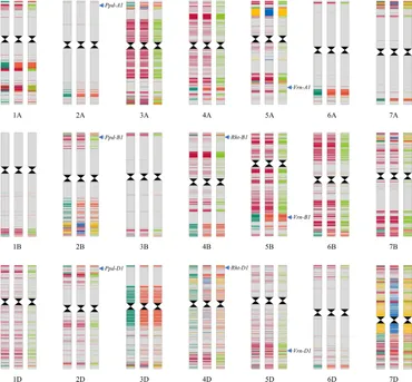 Frontiers | Association of the Recessive Allele vrn-D1 With