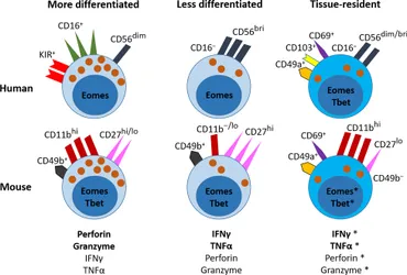 健康・医学 The Cell The cell 細胞の分子生物学 健康・医学