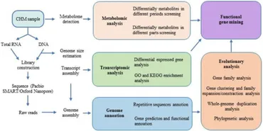Frontiers | Application of High-Throughput Sequencing on the