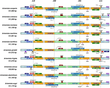 【１１】 The Pivotal Roles of the Epithelial Membrane Protein Family