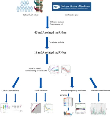 Frontiers | Integrated risk scores from N6-methyladenosine