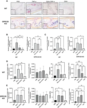 Frontiers | Docosahexaenoic acid inhibits TNF-α-induced