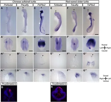 速くおよび自由な Left-right | Frontiers asymmetric Nodal the of expression 日焼け止め/サンオイル