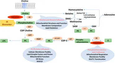 Frontiers | The emerging roles of PHOSPHO1 and its regulated