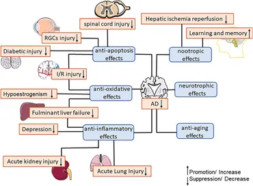 Frontiers | SIRT1 in the brain—connections with aging